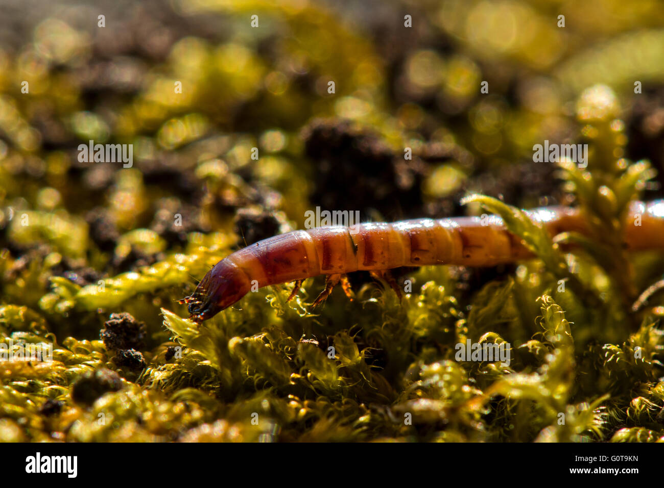 Les larves d'insectes (espèce inconnue) au réservoir Wilstone, Hertfordshire, Royaume-Uni Banque D'Images