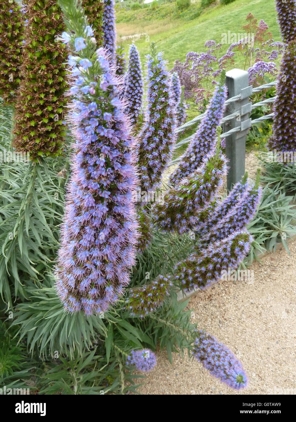 San Diego, Californie plantes à fleurs pourpres trouvés le long chemin de gravier Banque D'Images
