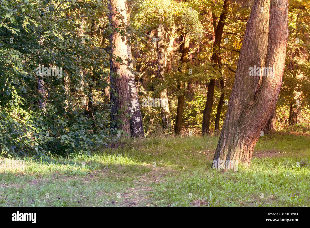 Forêt d'automne paysage : l'herbe jaunie et des arbres couverts de mousse. Banque D'Images