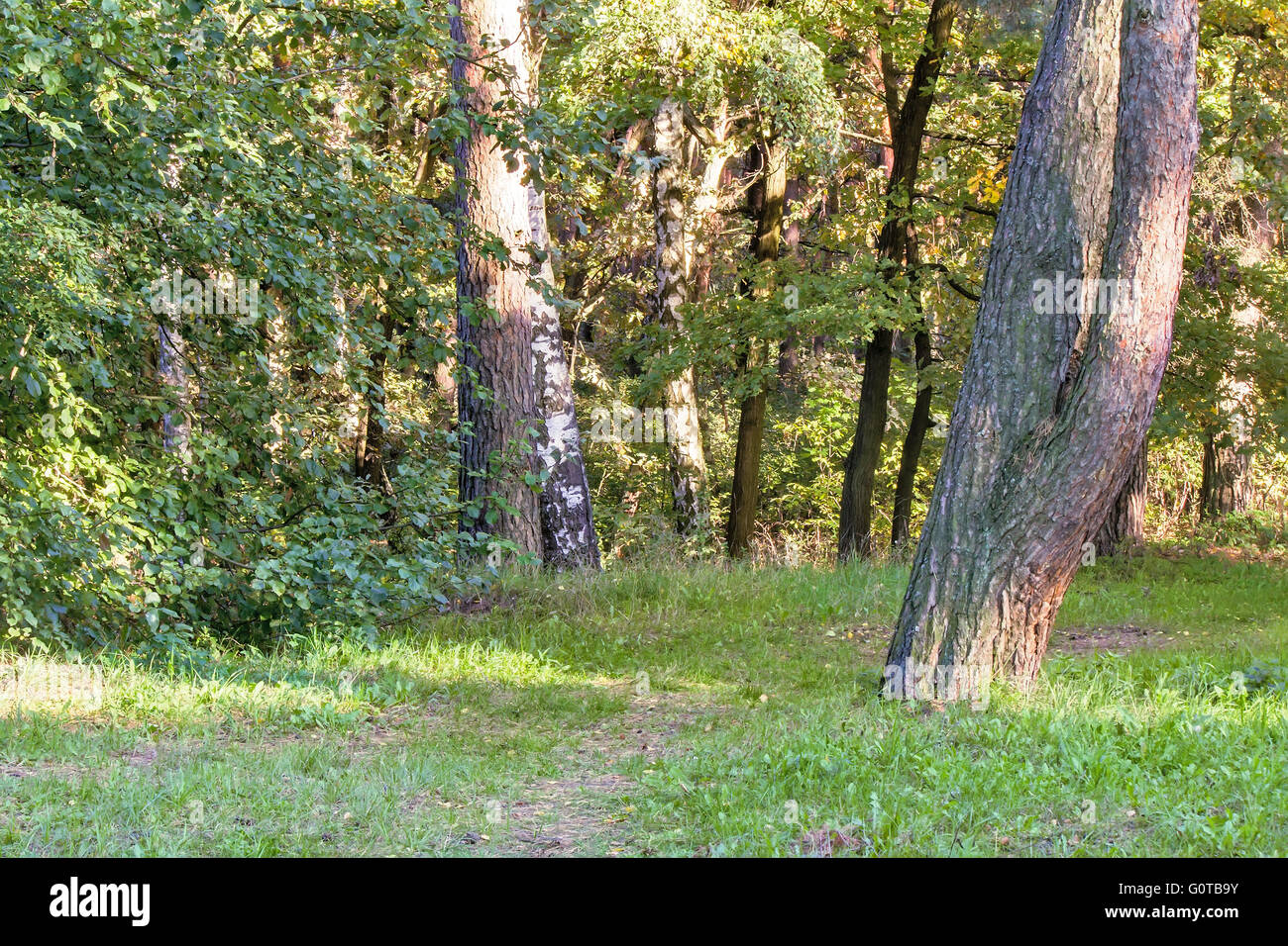Forêt d'automne paysage : l'herbe jaunie et des arbres couverts de mousse. Banque D'Images