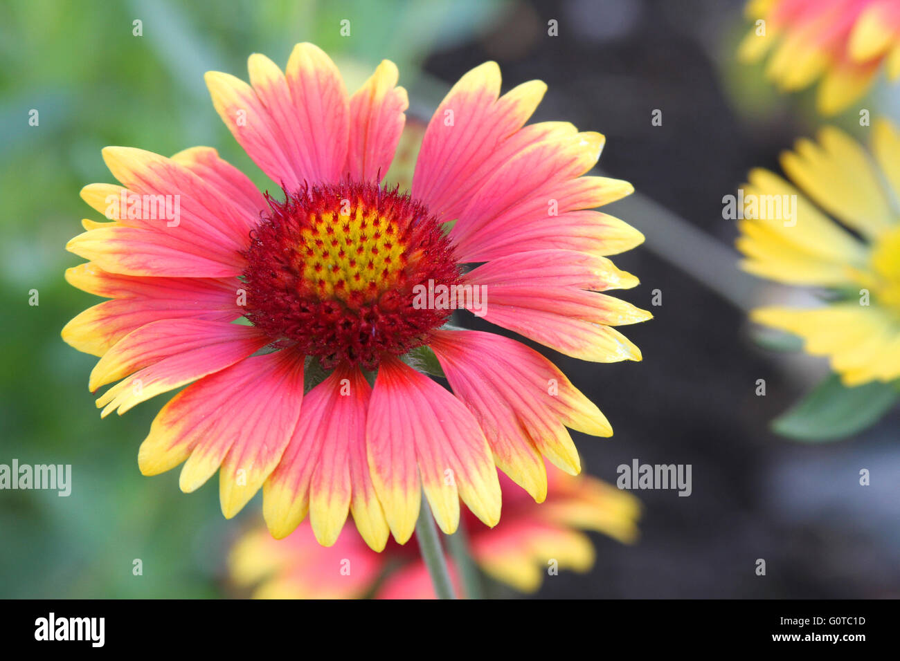 Gaillardia//couverture fleur-sundance 25 graines