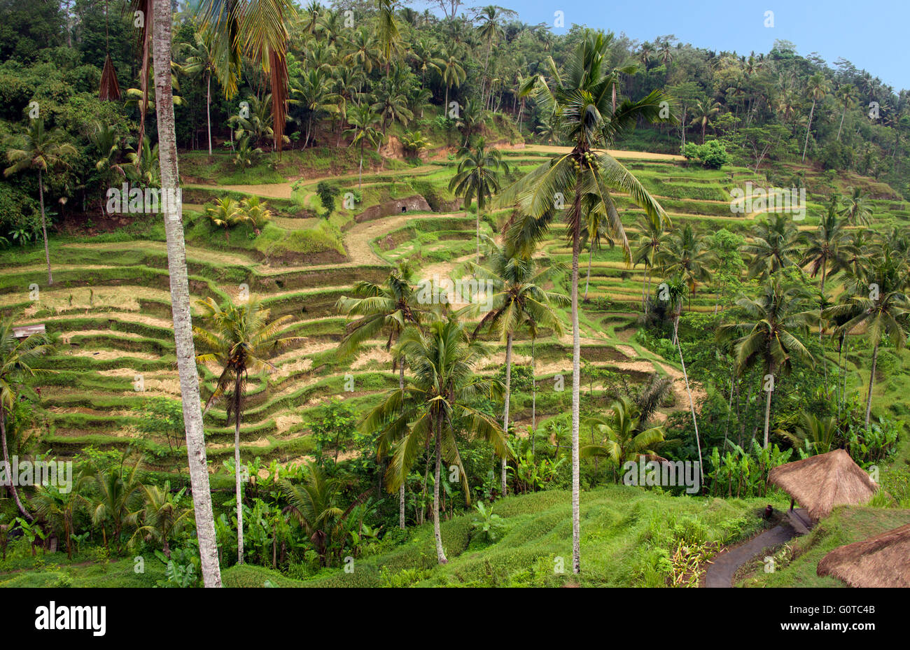 Les terrasses de riz de Tegallalang Ubud Bali Indonésie Banque D'Images