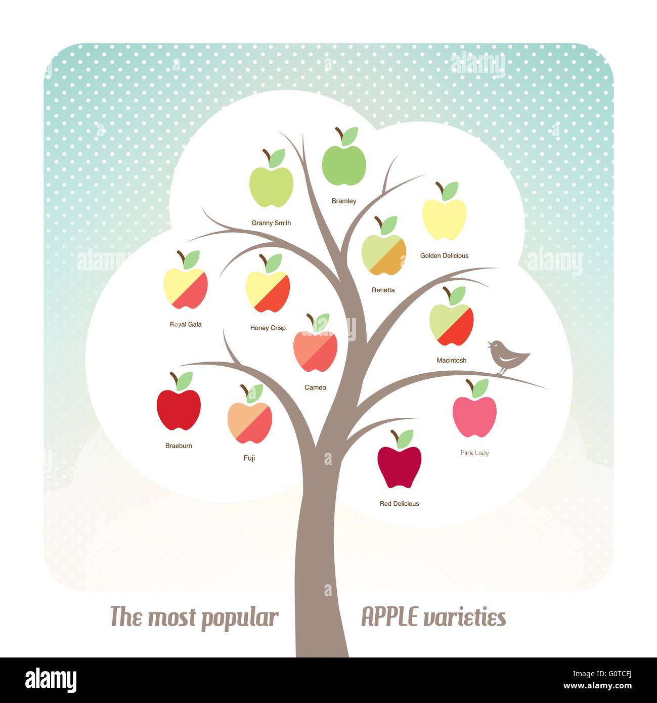 Types d'Apple infographie avec des fruits mis et texte Illustration de Vecteur