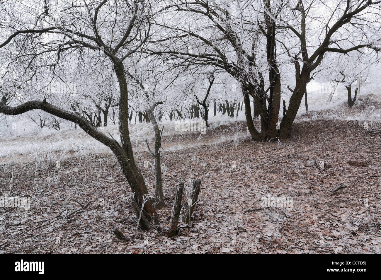 Arbre givré au petit matin dans la forêt Banque D'Images
