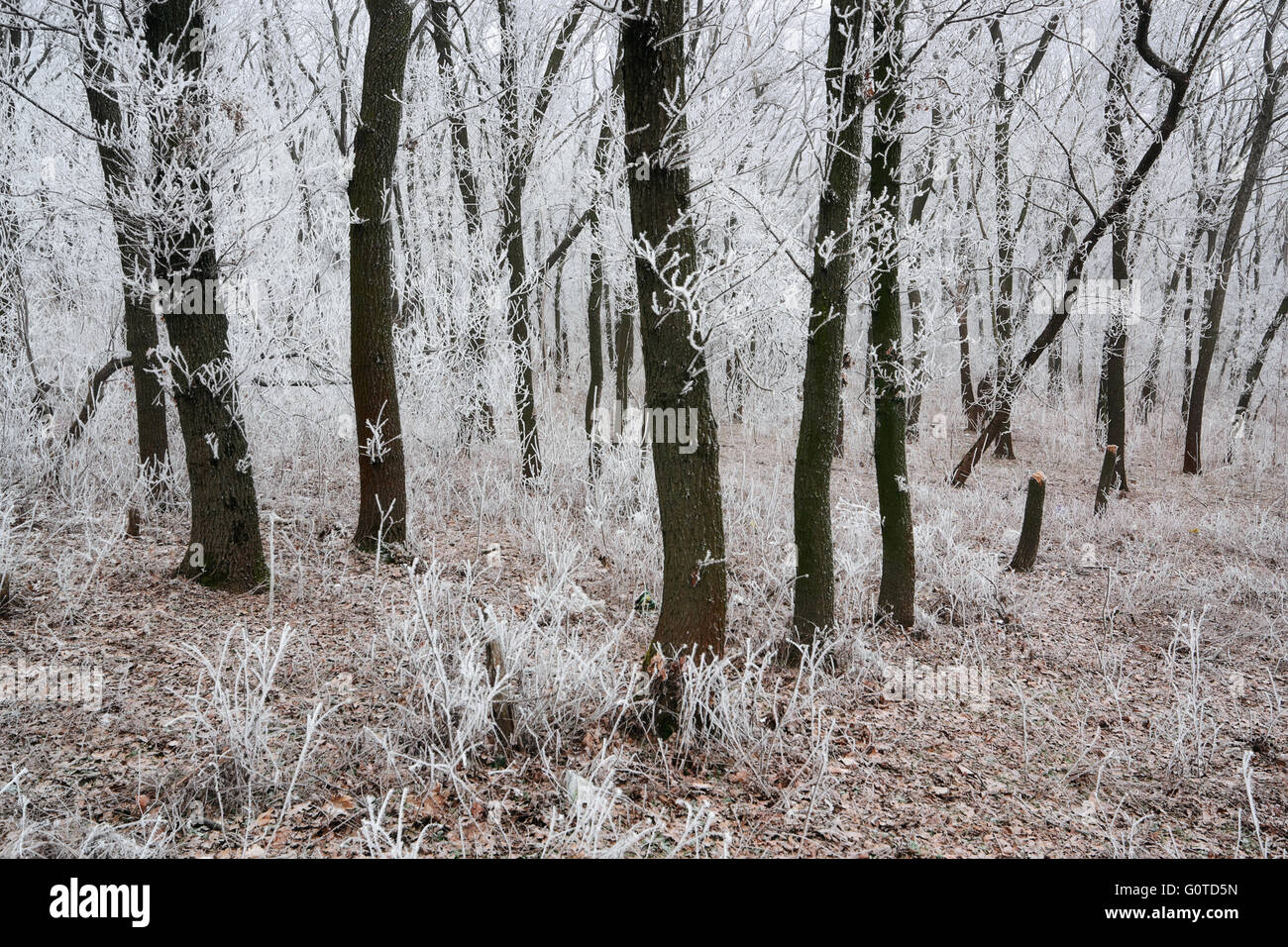 Matin forêt givré au petit matin Banque D'Images