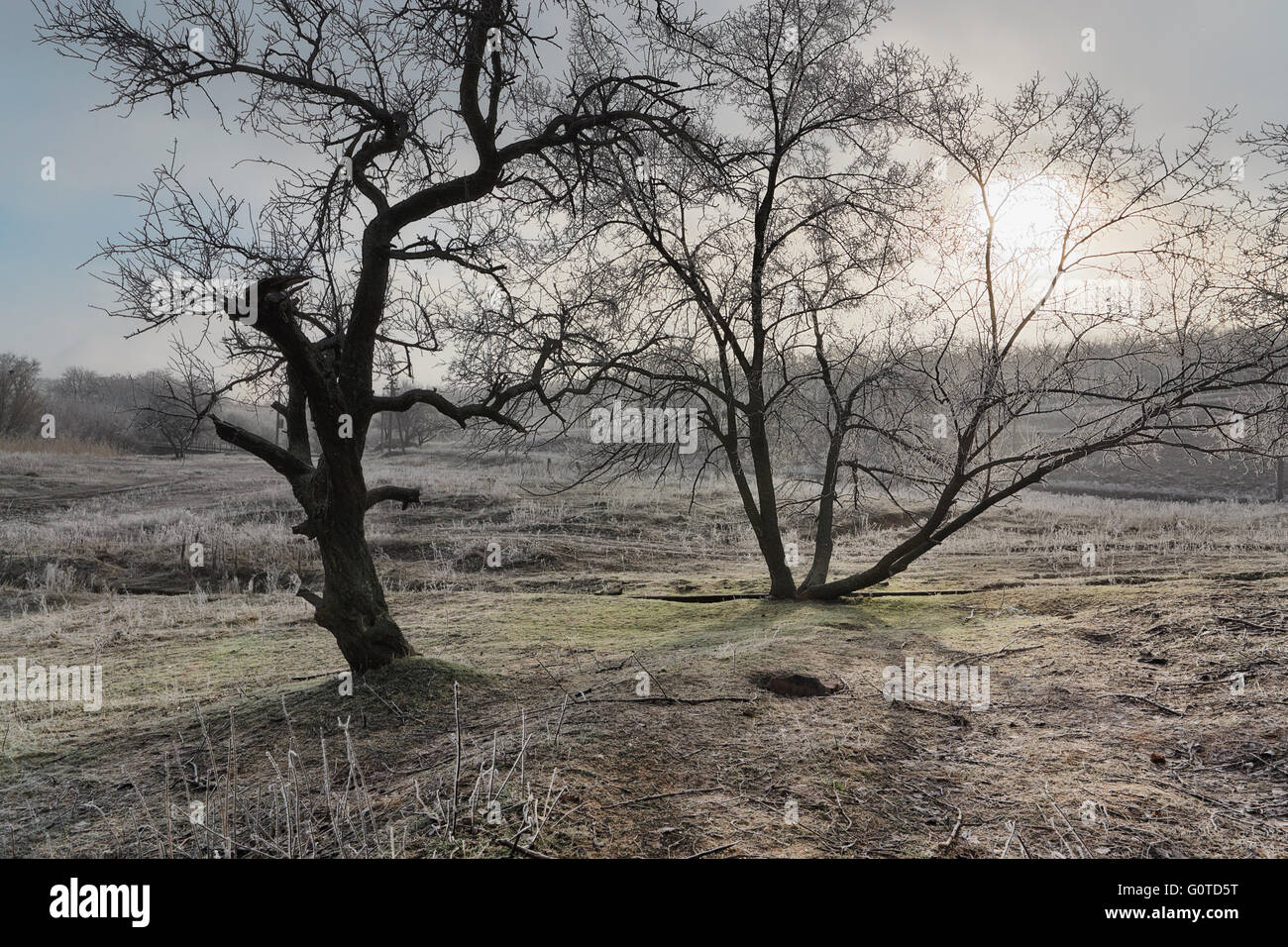 Arbre givré au petit matin dans la colline Banque D'Images