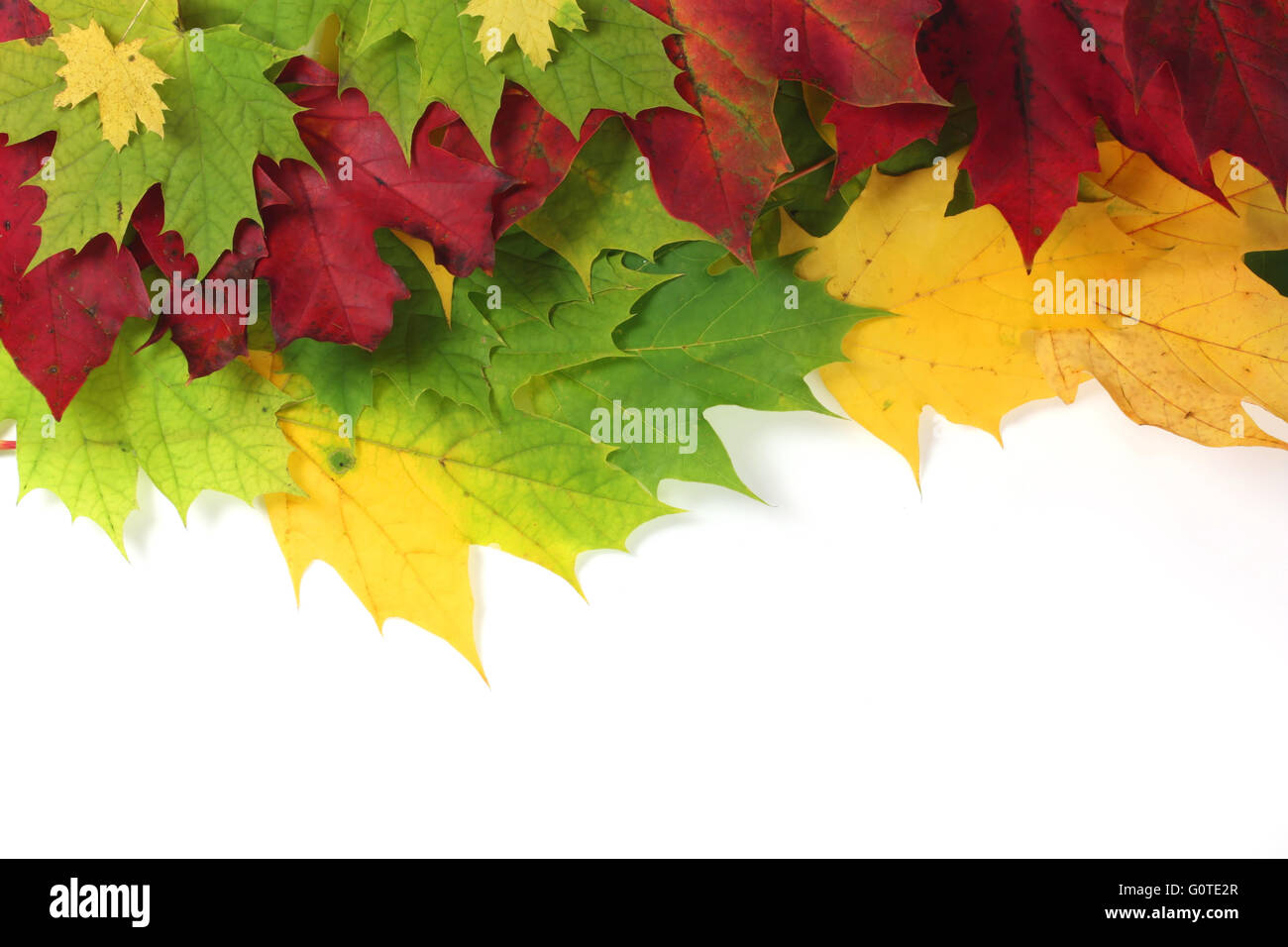 Les feuilles d'automne sur le bord avec l'espace blanc Banque D'Images