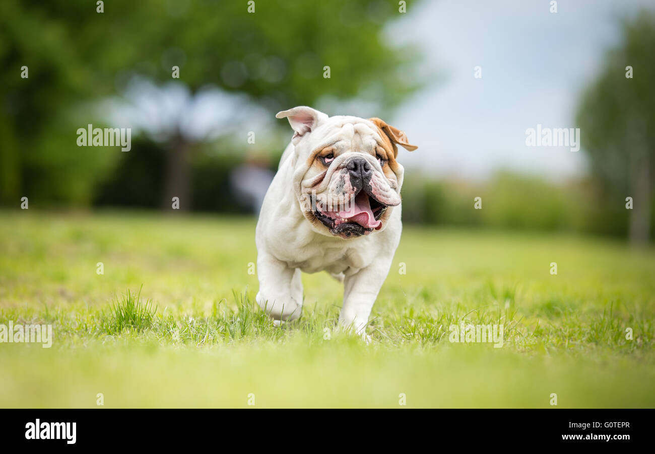 Funny bulldog Anglais s'exécutant dans jardin Banque D'Images
