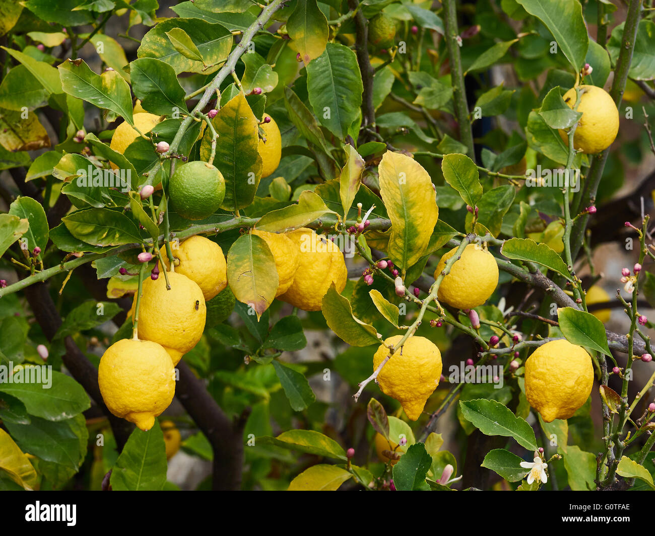 Groupe de citron jaune bio fruits mûrs sur une branche avec des fleurs au printemps Banque D'Images