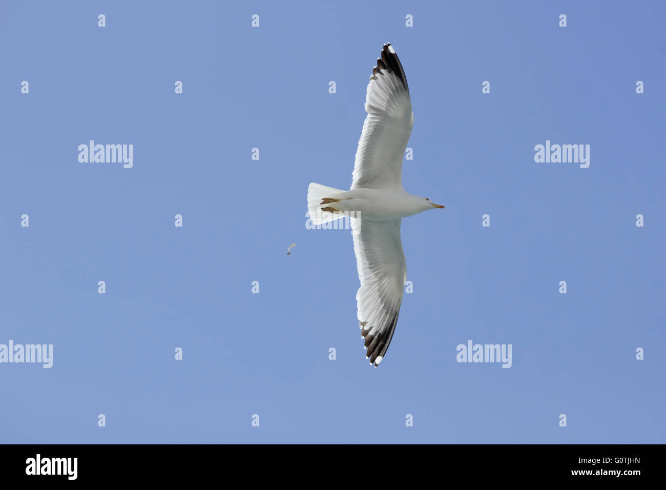 Fermer la vue d'une Mouette à pattes jaunes (famille Laridae, sp. Larus michahellis) en vol dans le bleu ciel du matin Banque D'Images