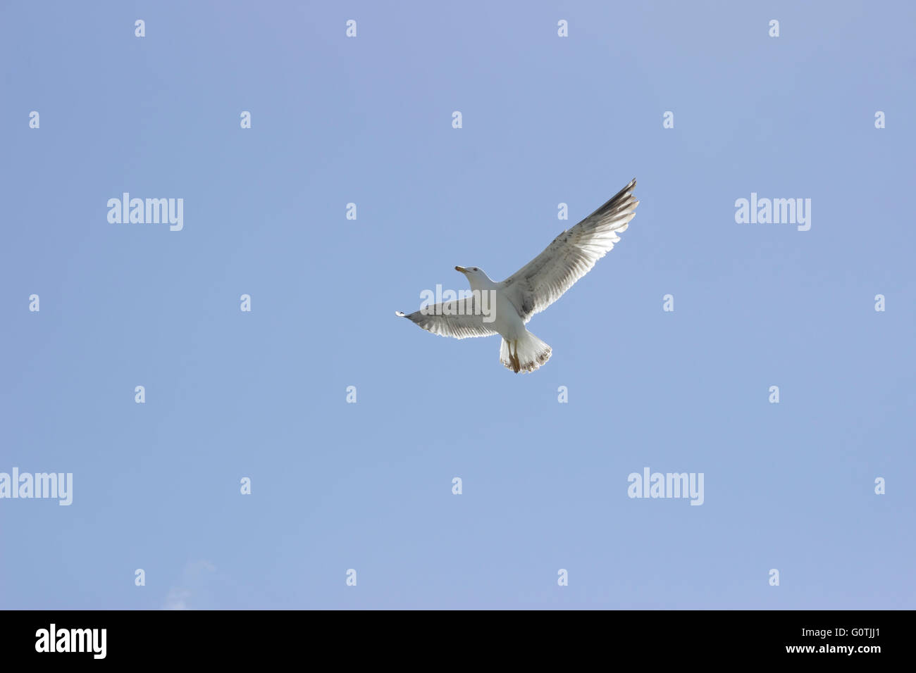 À pattes jaunes (famille Laridae Mouette, sp. Larus michahellis) en vol, rétroéclairé. Banque D'Images