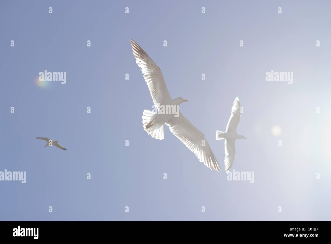 Mouettes ethereal / vol céleste dans le ciel bleu avec soleil /flare la diffusion de l'image de la droite. Banque D'Images