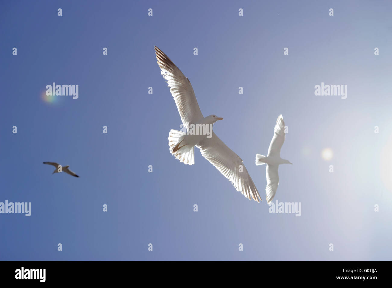 À pattes jaunes éthéré vol de mouettes dans le ciel bleu avec soleil /flare entrant dans l'image de la droite. Banque D'Images