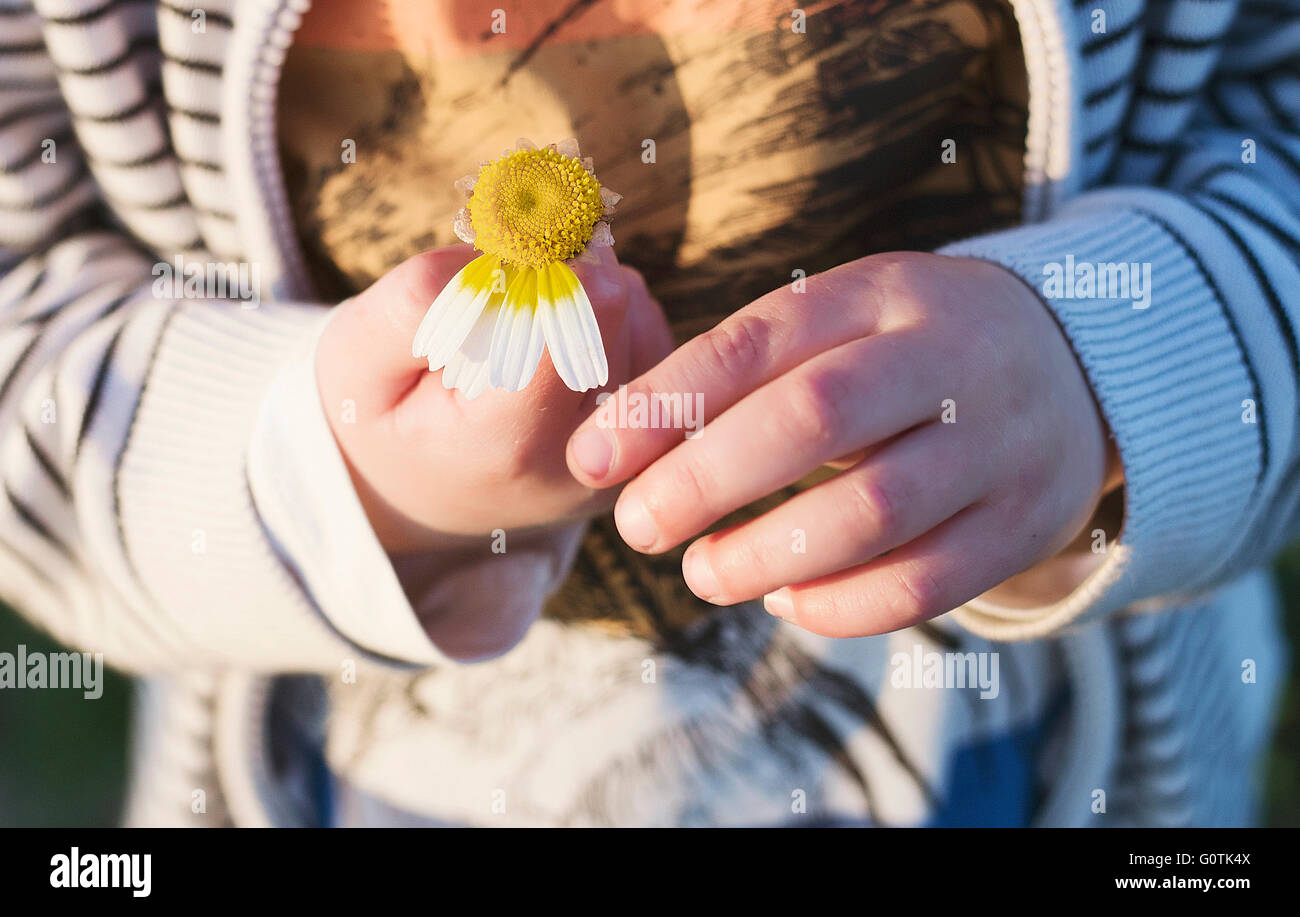 Close-up of a Boy picking daisy petals Banque D'Images