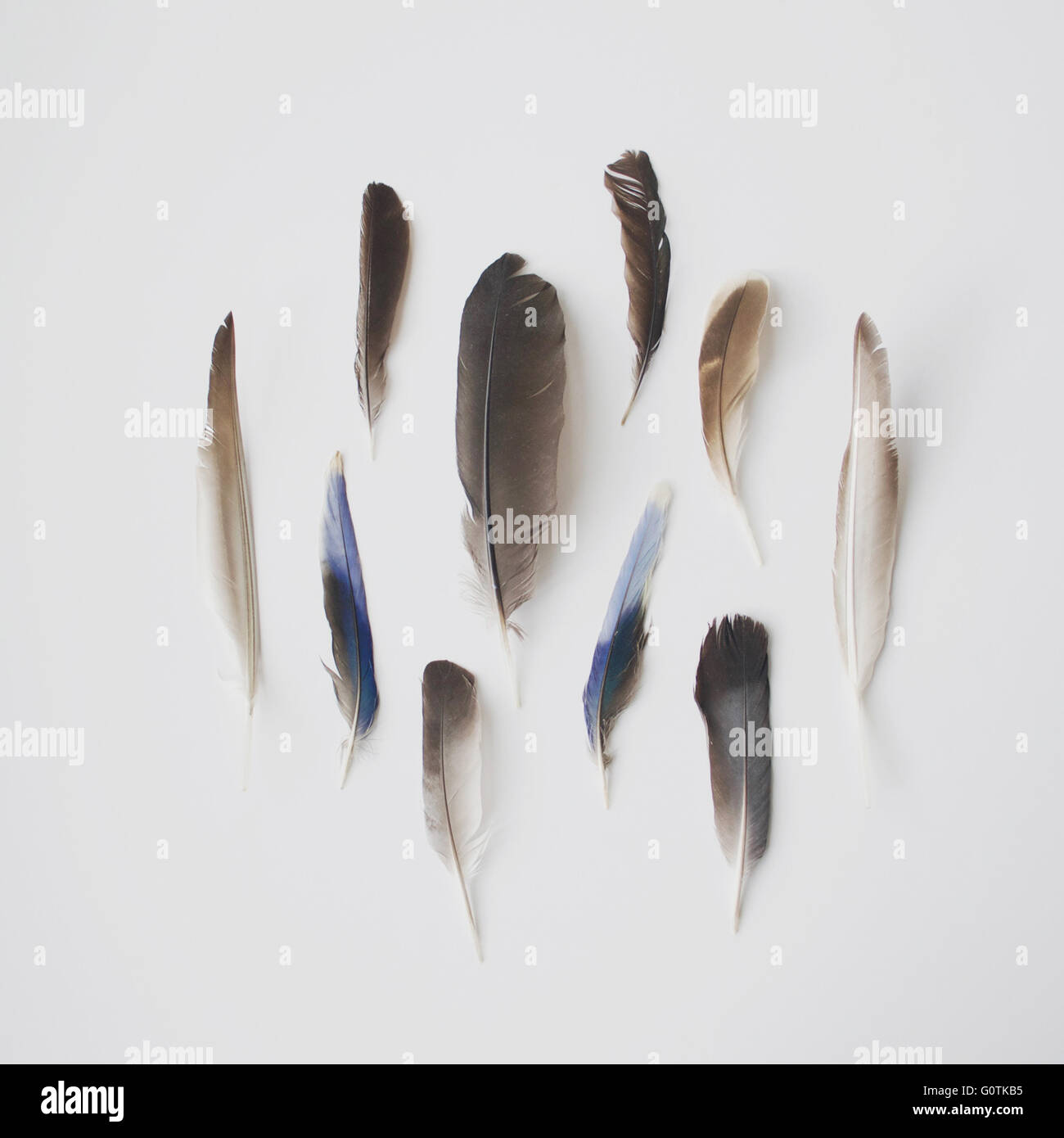 Collection de plumes d'oiseau Banque D'Images