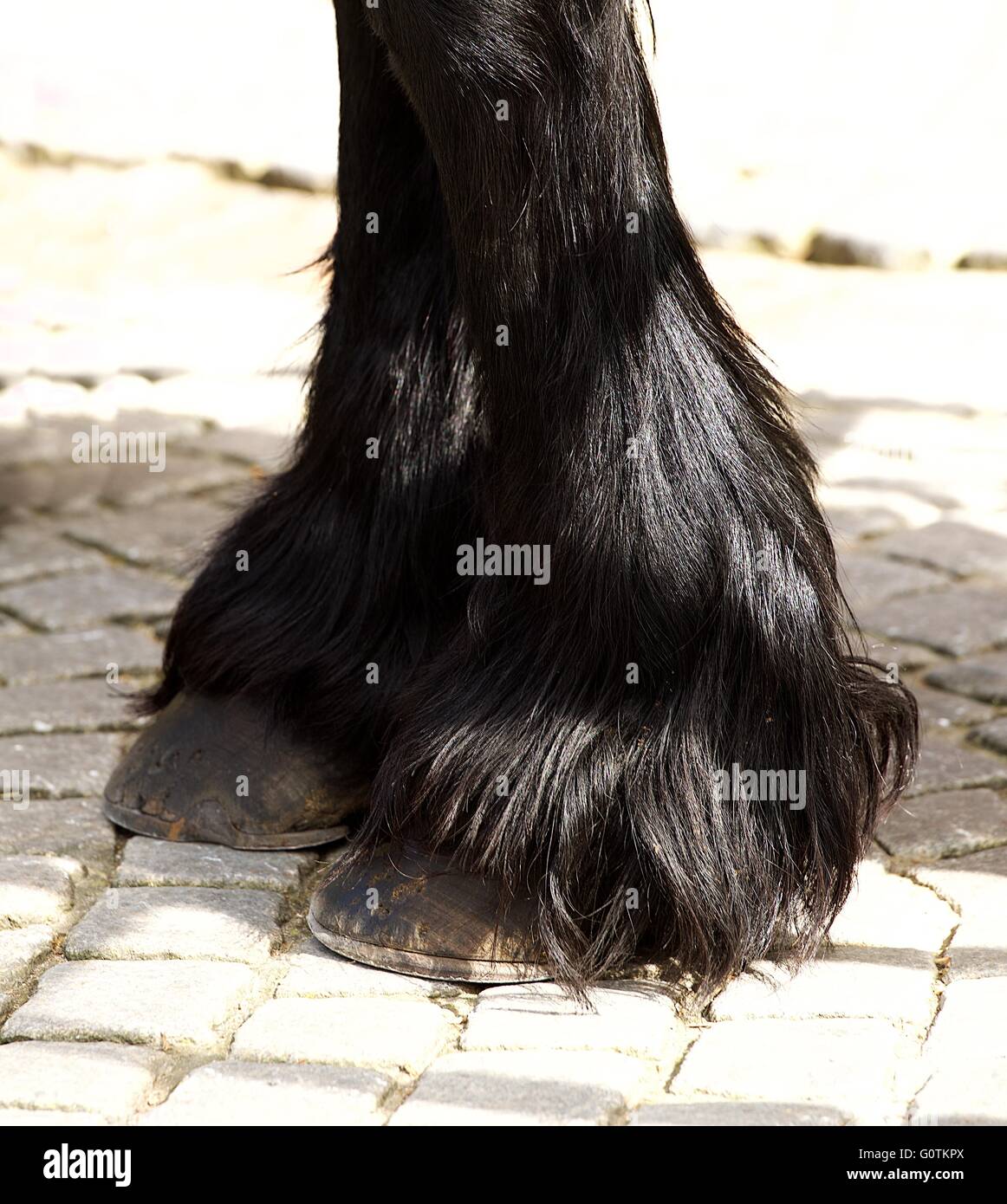 Close-up sabots du cheval belge noir Banque D'Images