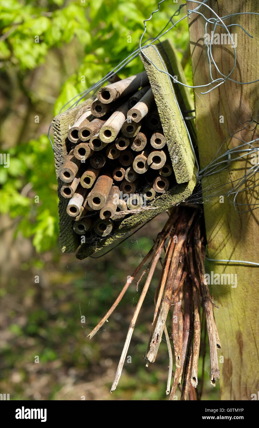 Bug dans l'hôtel Garden, Norfolk, Angleterre Banque D'Images