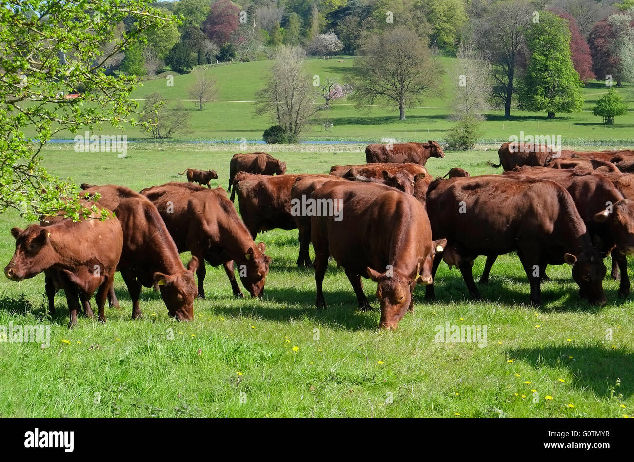 Les bovins laitiers red poll sur l'bayfield hall estate, North Norfolk, Angleterre Banque D'Images