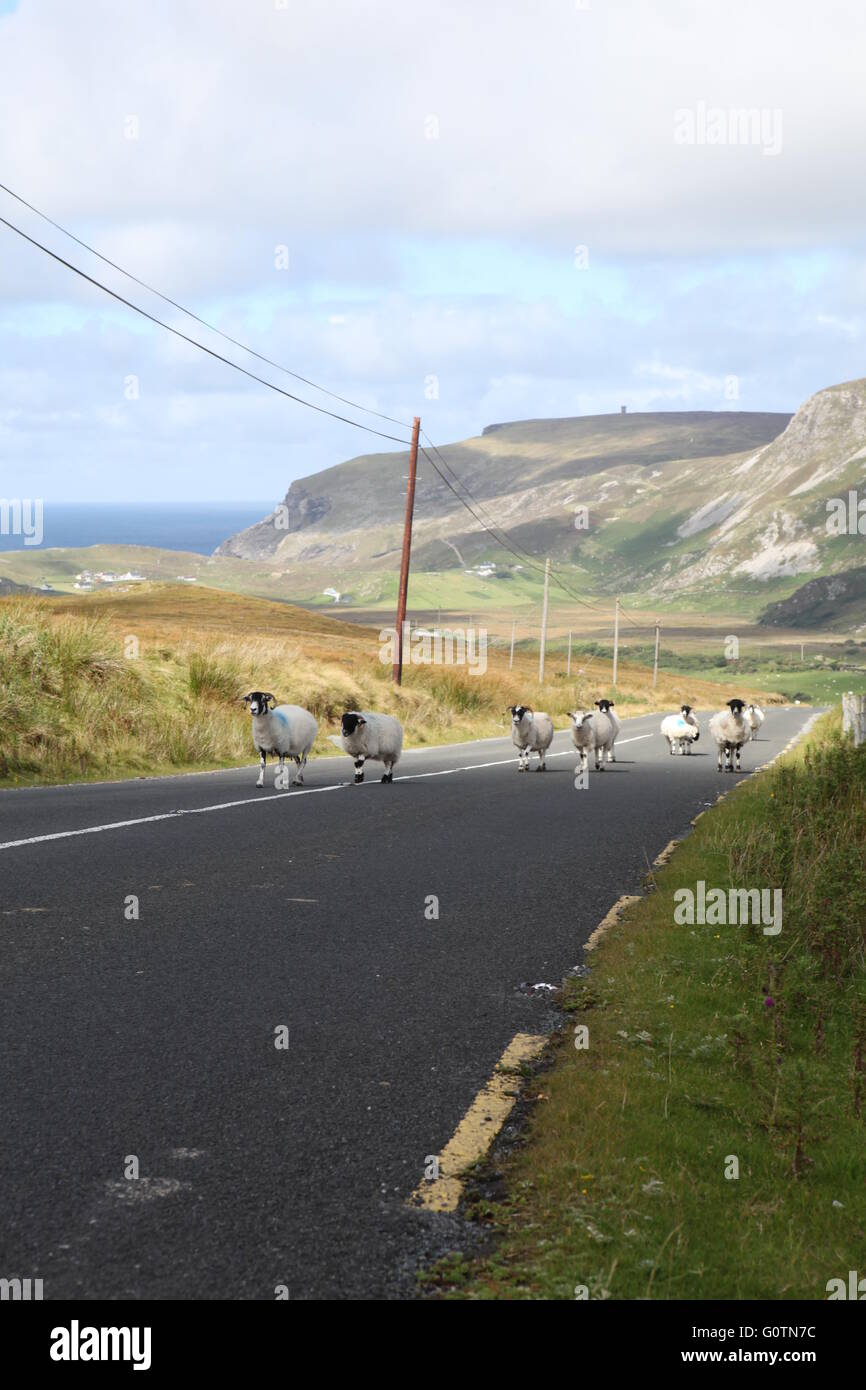 L'heure de pointe en Irlande, les moutons sur une route de campagne, Mayo Banque D'Images