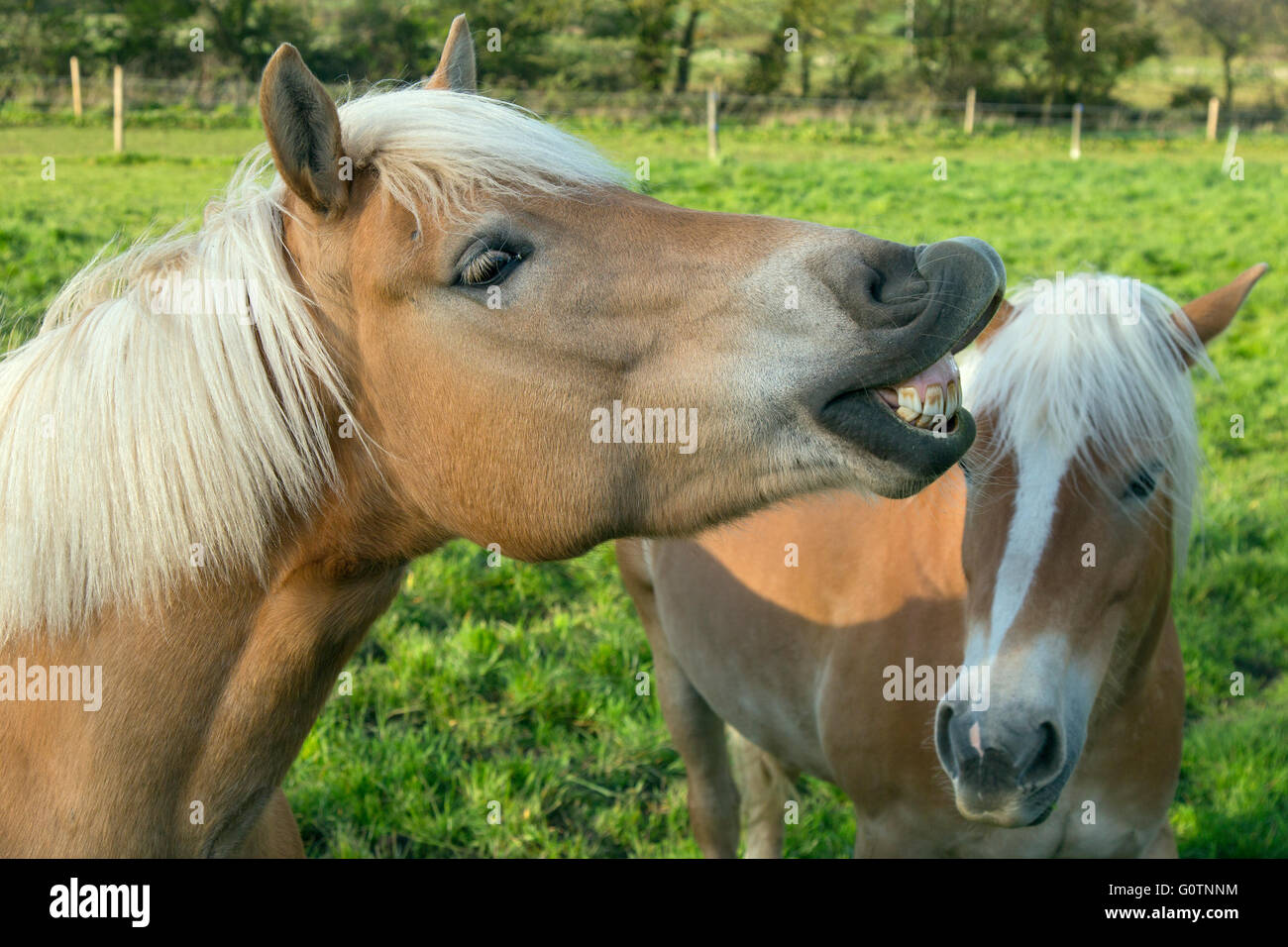 Des chevaux Haflinger à Norfolk, à deux pas de l'eau dans la vallée de Bure Aylsham Banque D'Images