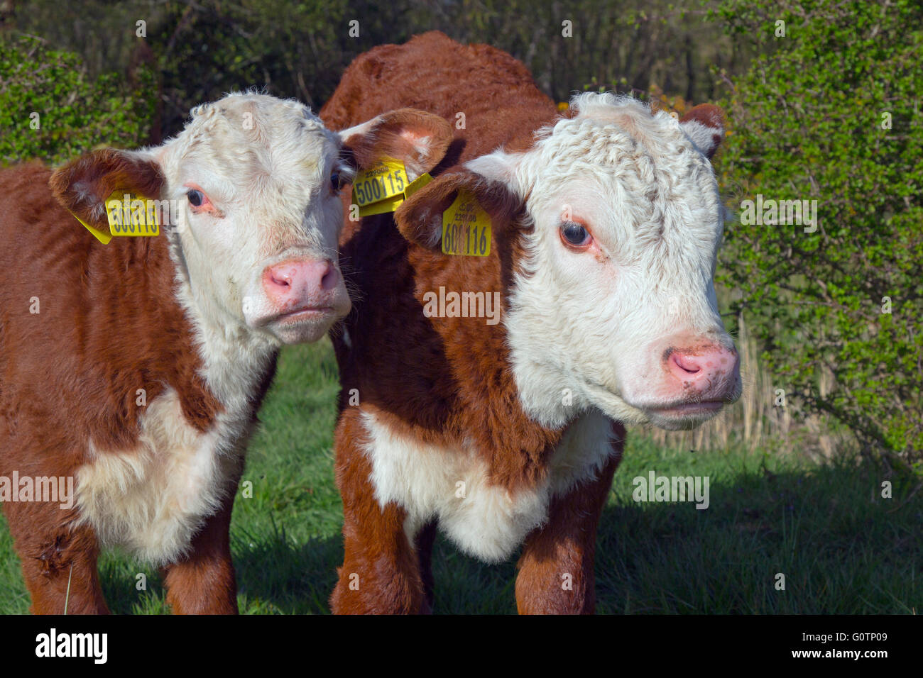 Veaux Hereford dans les prés près de Aylsham à Bure Valley Norfolk Banque D'Images