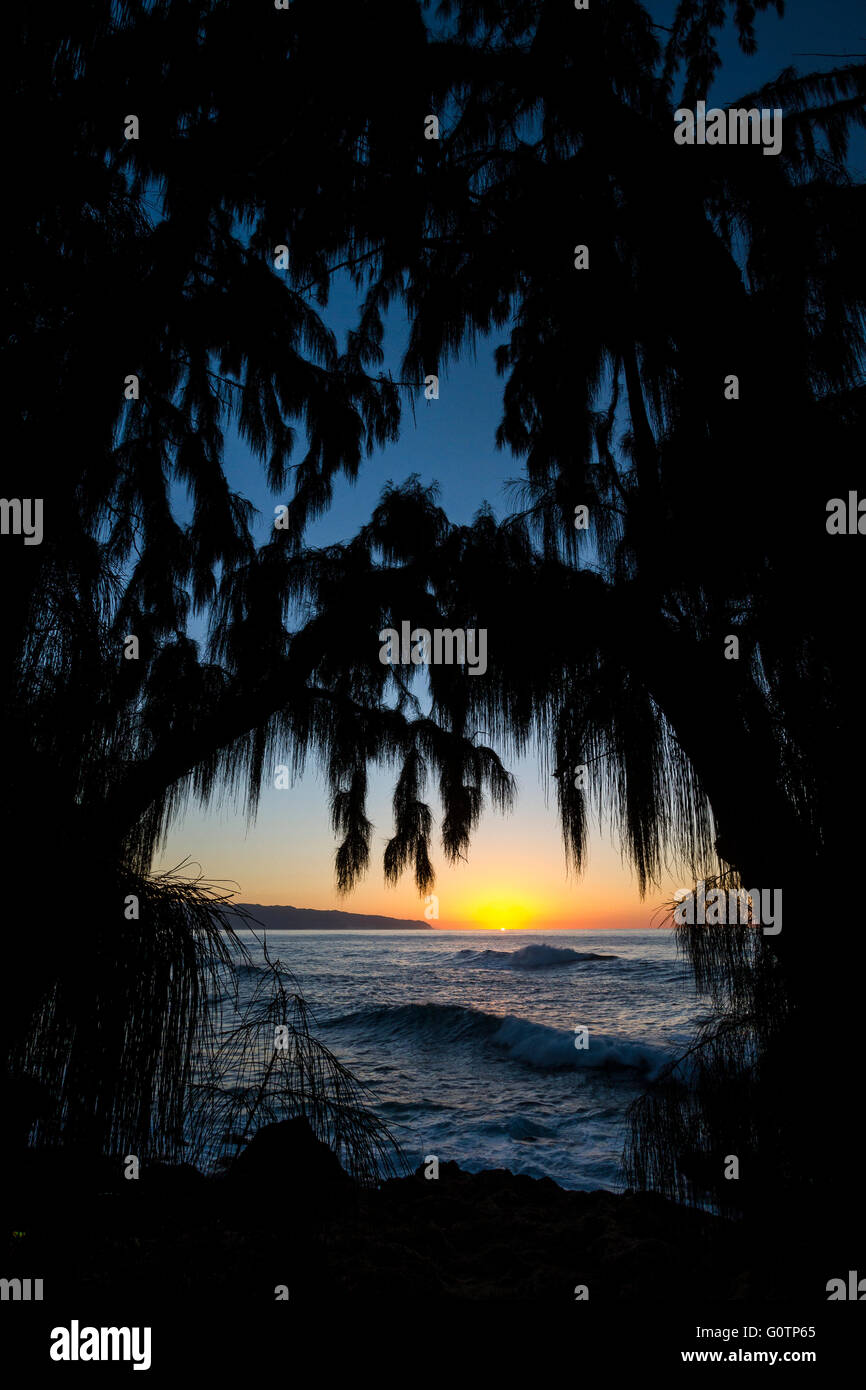 Silhouette d'arbres au coucher du soleil à Hawaii Banque D'Images