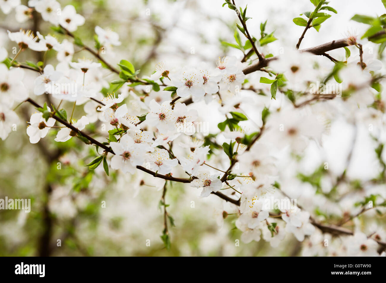 Fleurs de cerisier sauvage blanc sur la branche en fleurs Banque D'Images