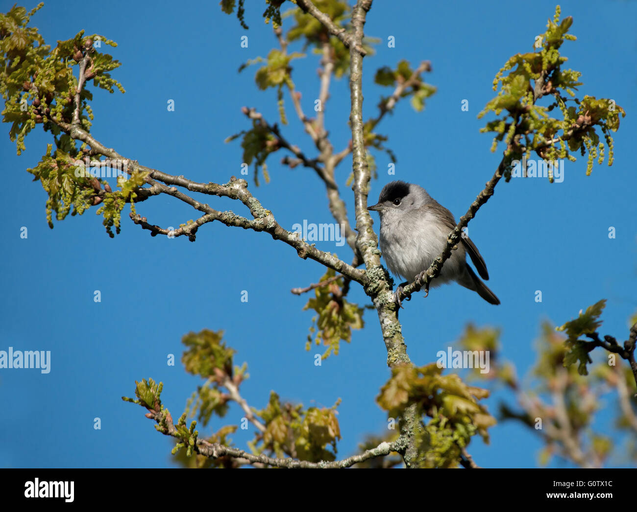 Blackcap eurasien masculins (Sylvia atricapilla) au printemps. Uk Banque D'Images