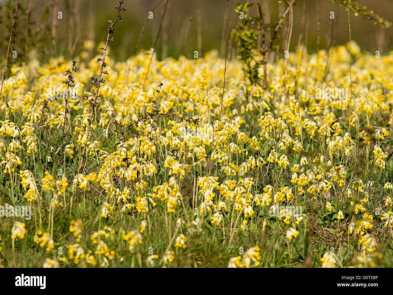 Belle coucou bleu Fleurs dans Wildflower Meadow at Old Moor Dearne Valley Barnsley South Yorkshire Angleterre Royaume-Uni UK Banque D'Images