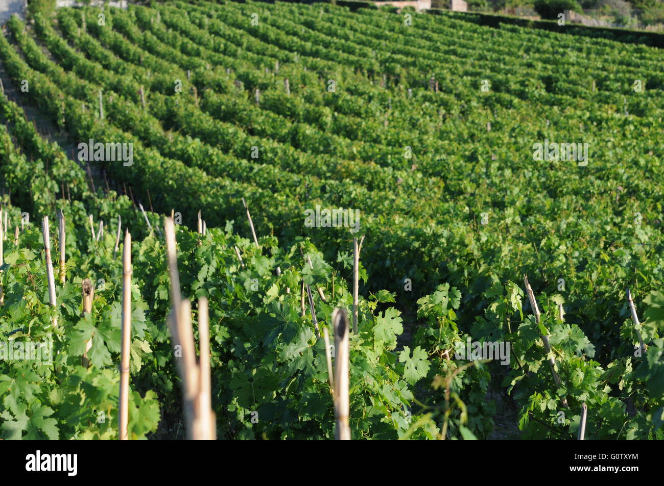 Matières de malvasia vine dans un vignoble dans le sud de l'italie Banque D'Images