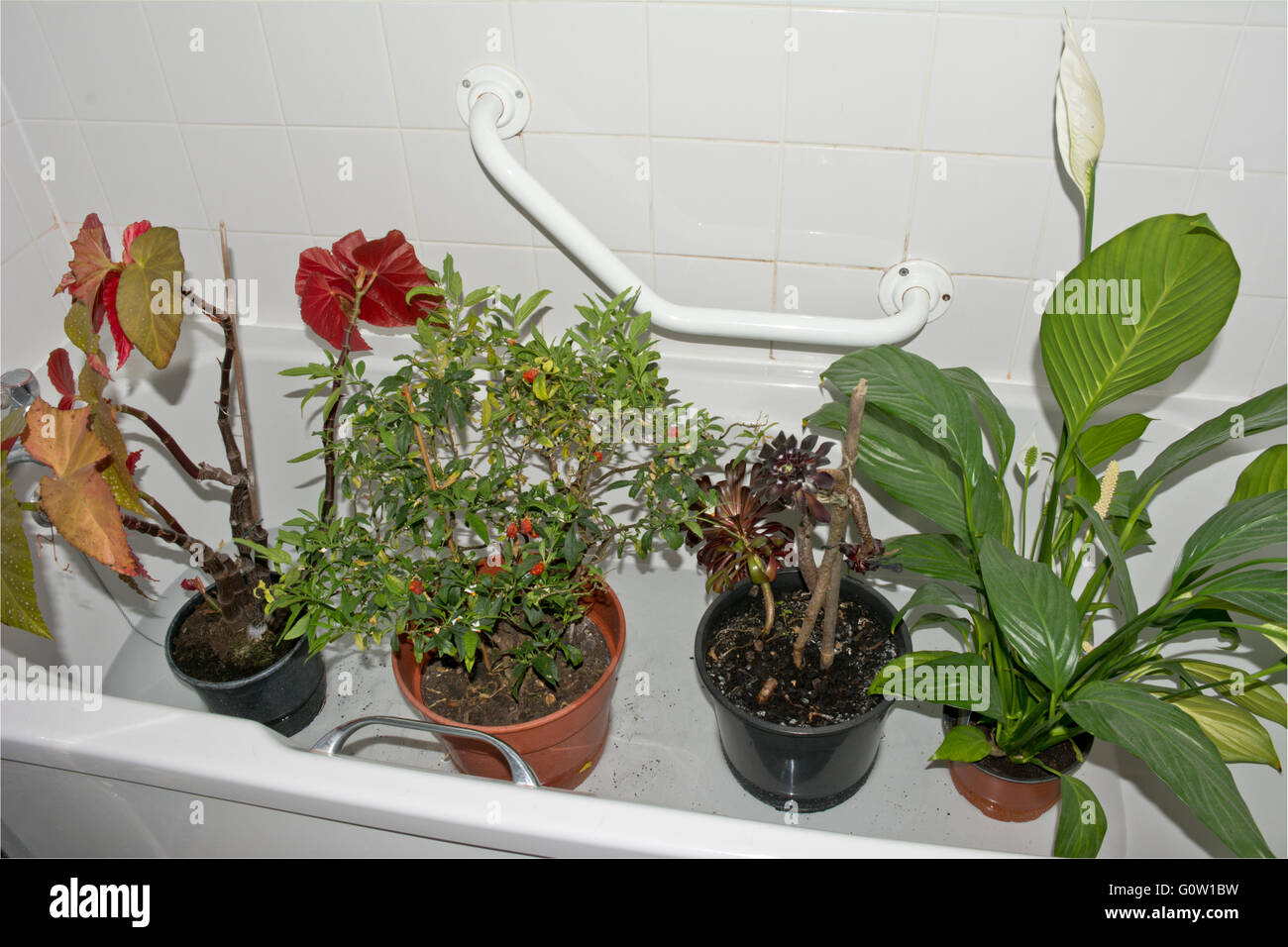 Plantes d'intérieur gauche à tremper dans une baignoire tandis que le propriétaire maison de vacances. Banque D'Images