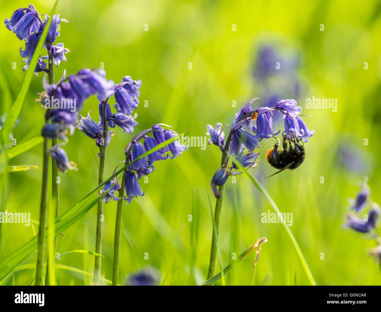 Belle scène ressort seul de bourdons (Bombus) pollinisant un blue bell, isolé contre l'arrière-plan. Banque D'Images