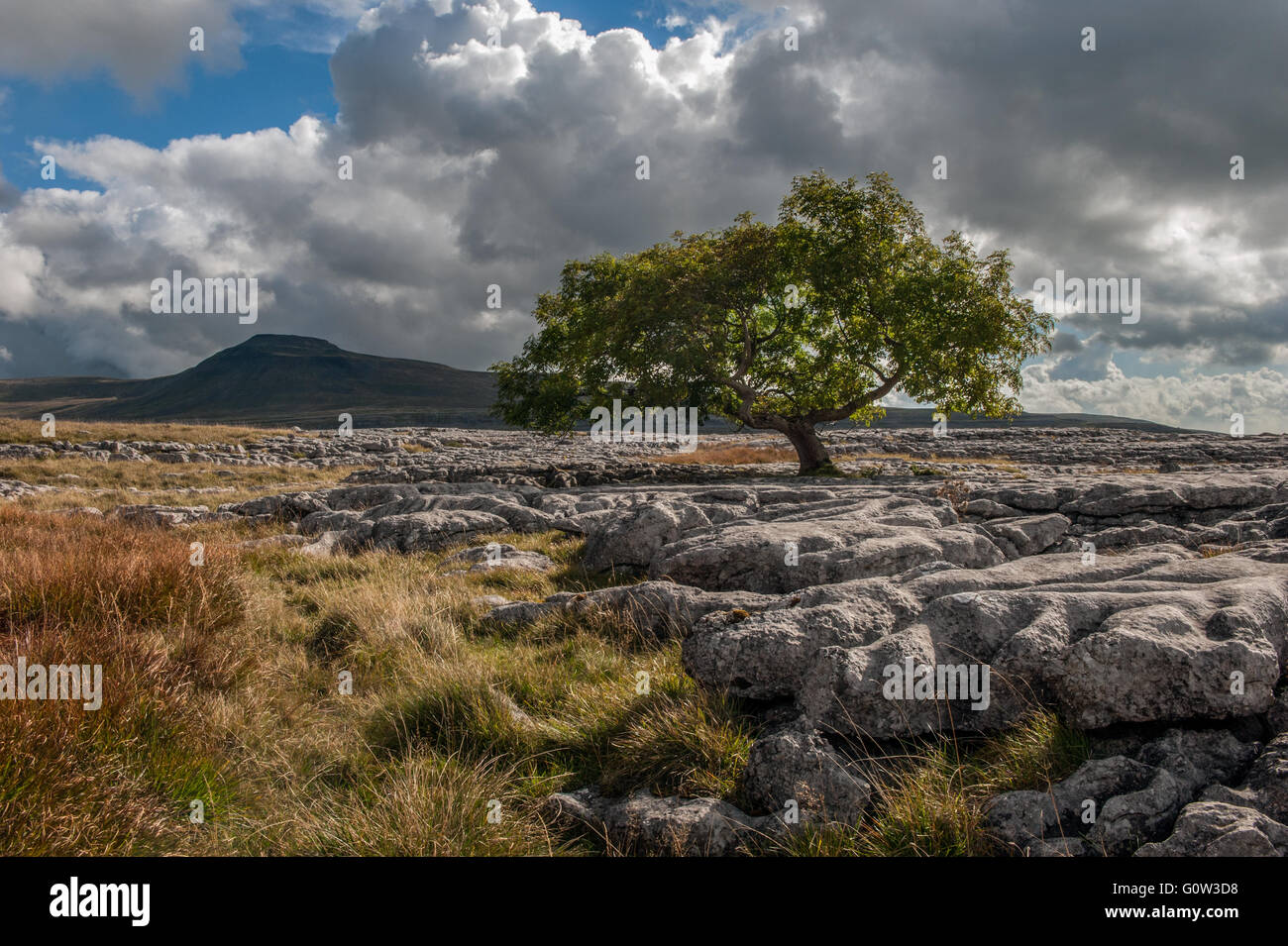 Un arbre isolé sur les pavages calcaires à Twisleton cicatrice Banque D'Images