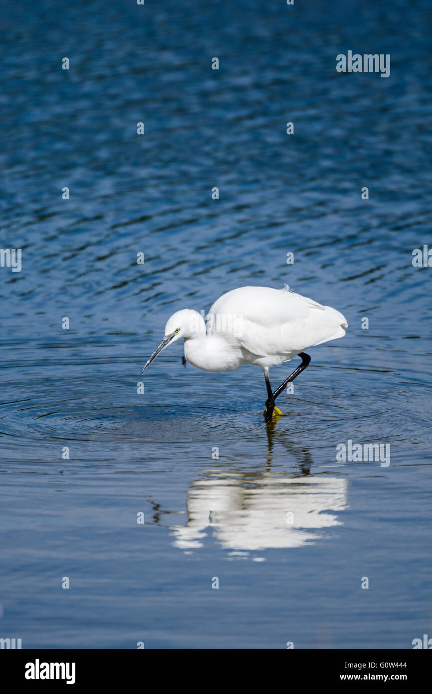 Aigrette garzette Egretta garzetta la chasse pour la nourriture dans l'eau. Banque D'Images