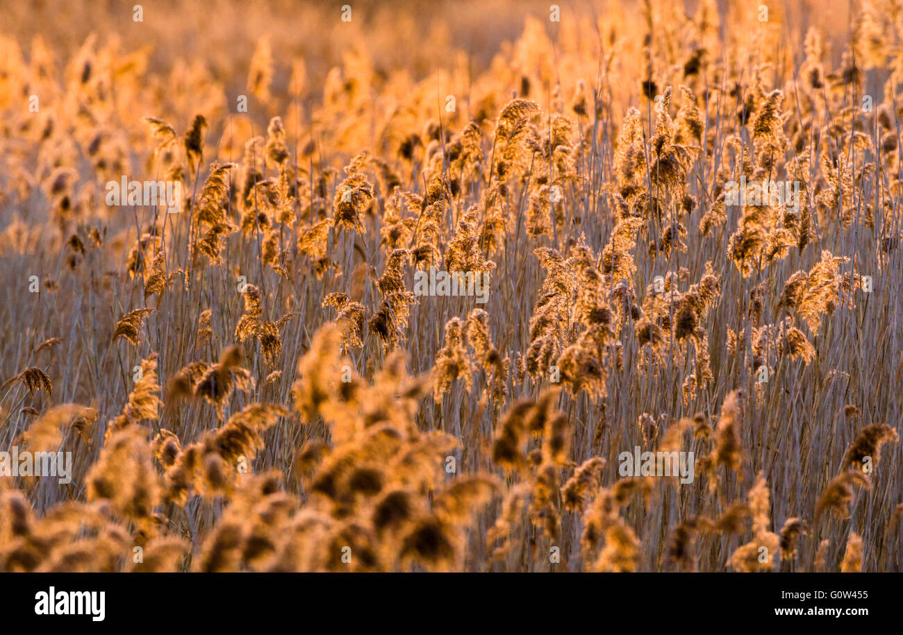 Roseau commun Phragmites australis têtes de graine dans une roselière Banque D'Images