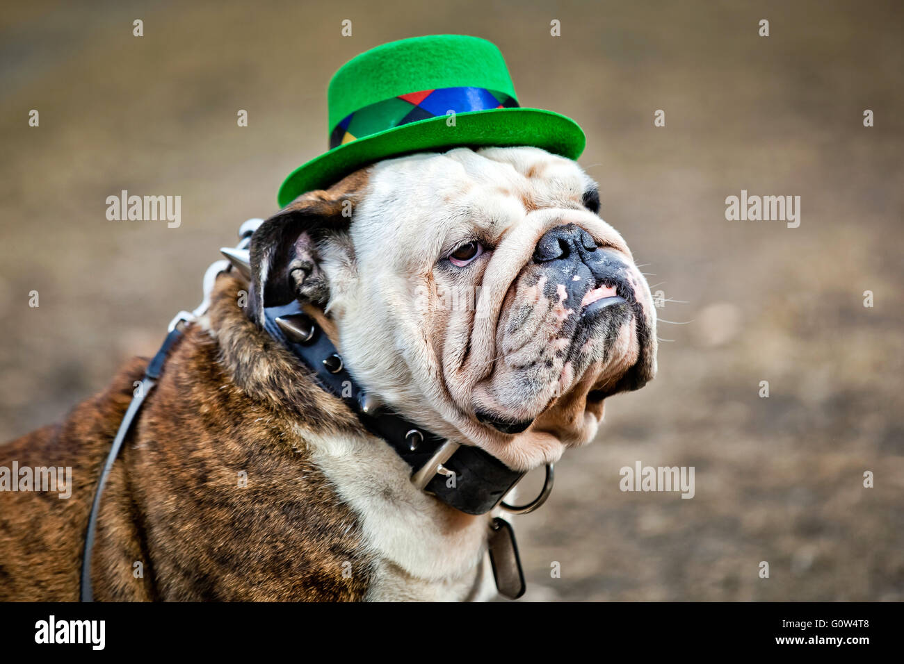 Bulldog anglais le port de St Patrick's Day hat Banque D'Images