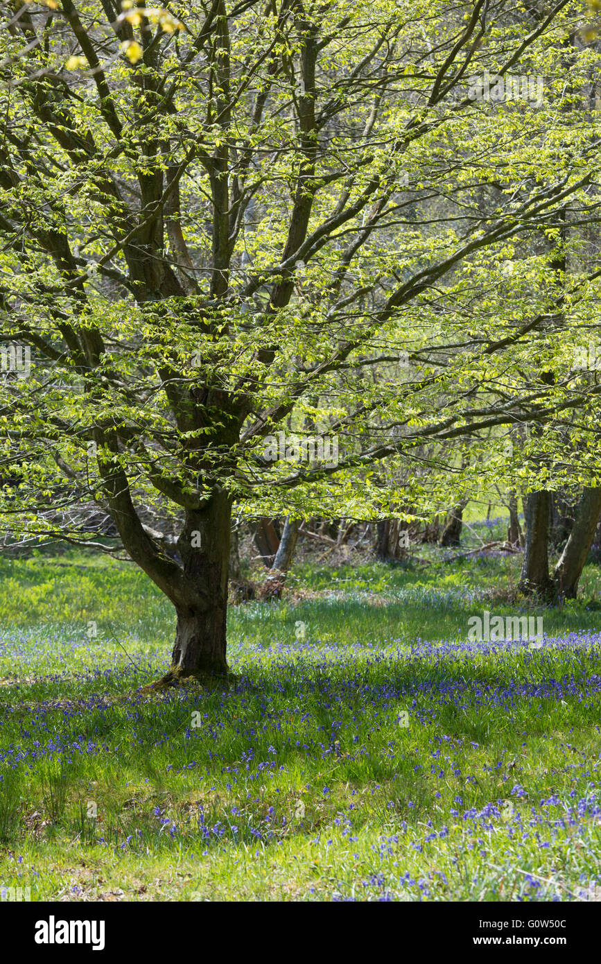 Jacinthes dans un bois au Royaume-Uni au printemps Banque D'Images