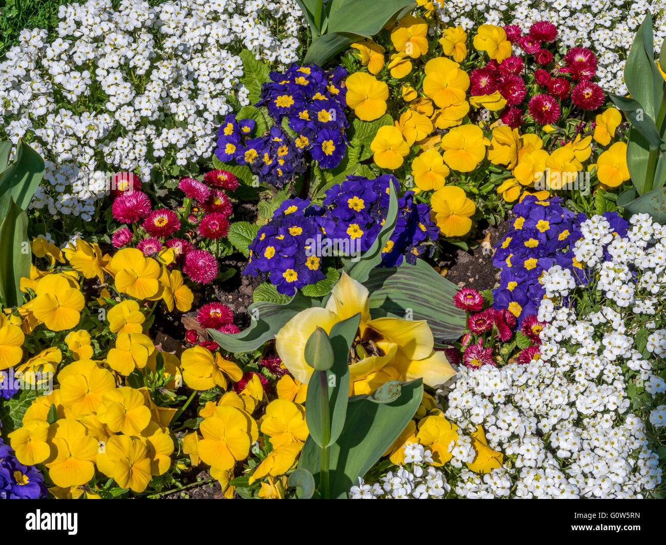 Lit de fleurs colorées avec des fleurs de printemps dans le jardin du palais de Dachau, Haute-Bavière, Bavaria, Germany, Europe Banque D'Images