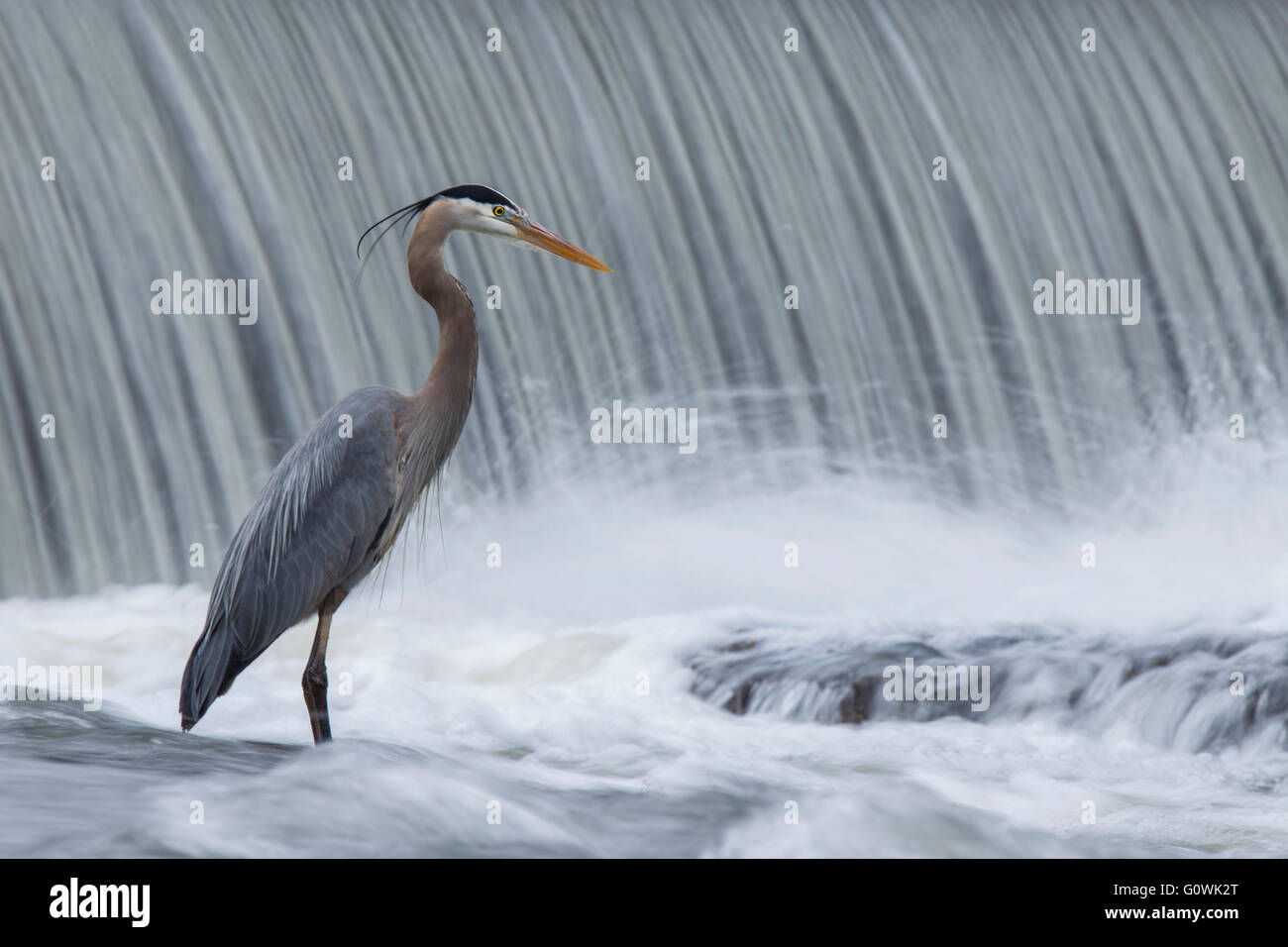 Great Grey Heron (Ardea herodias) pêche en face de cascade spectaculaire. Une longue exposition photos. Banque D'Images