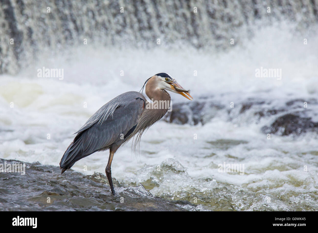 Great Grey Heron (Ardea herodias) pêche en face de cascade spectaculaire. Une longue exposition photos. Banque D'Images