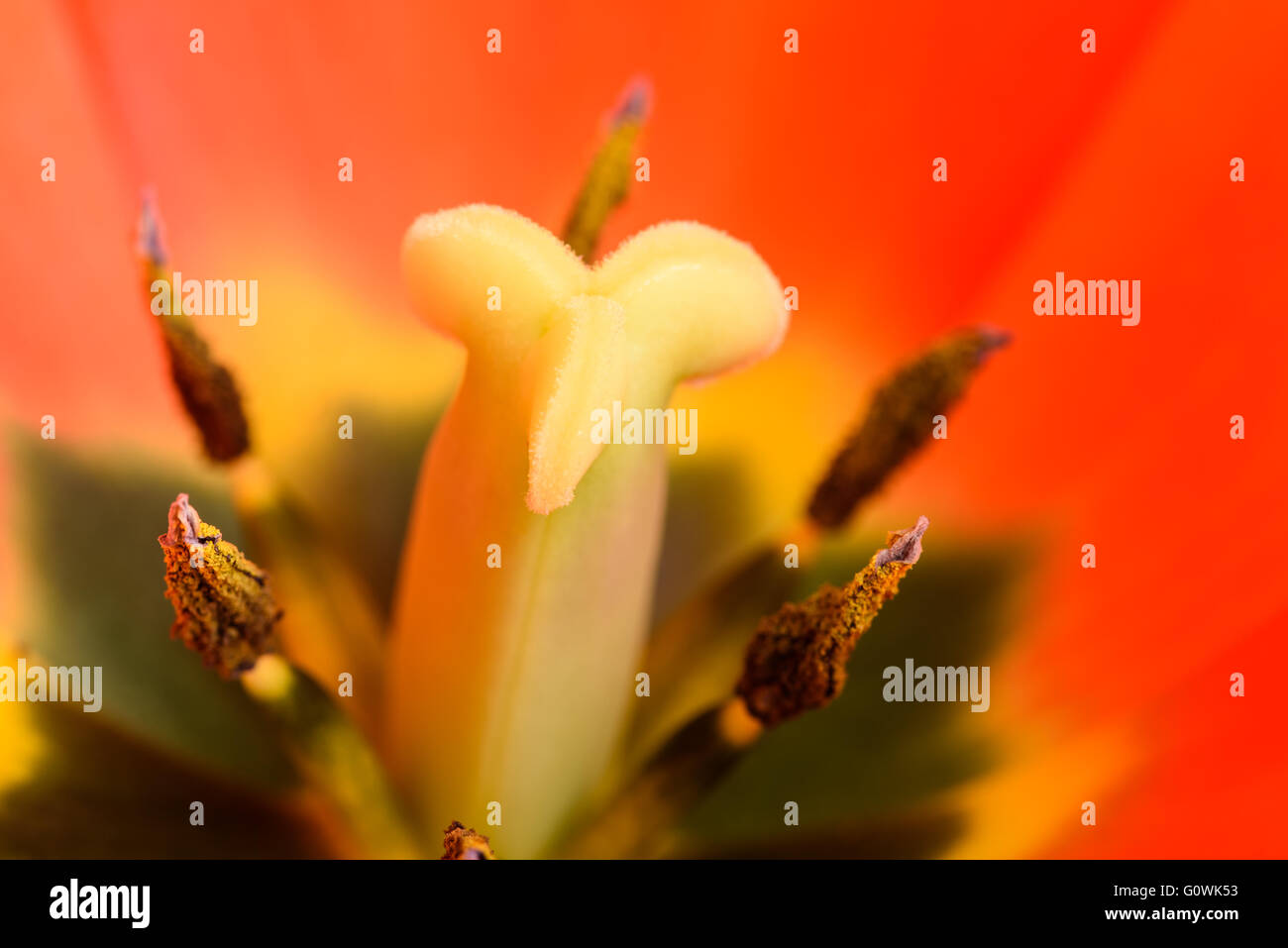 Fleur de tulipe rouge et orange à l'intérieur Close Up Banque D'Images