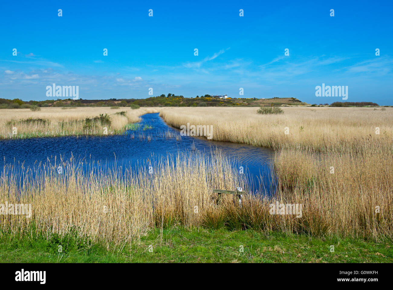 Minsmere, une réserve d'oiseaux RSPB, Suffolk, Angleterre, Royaume-Uni Banque D'Images