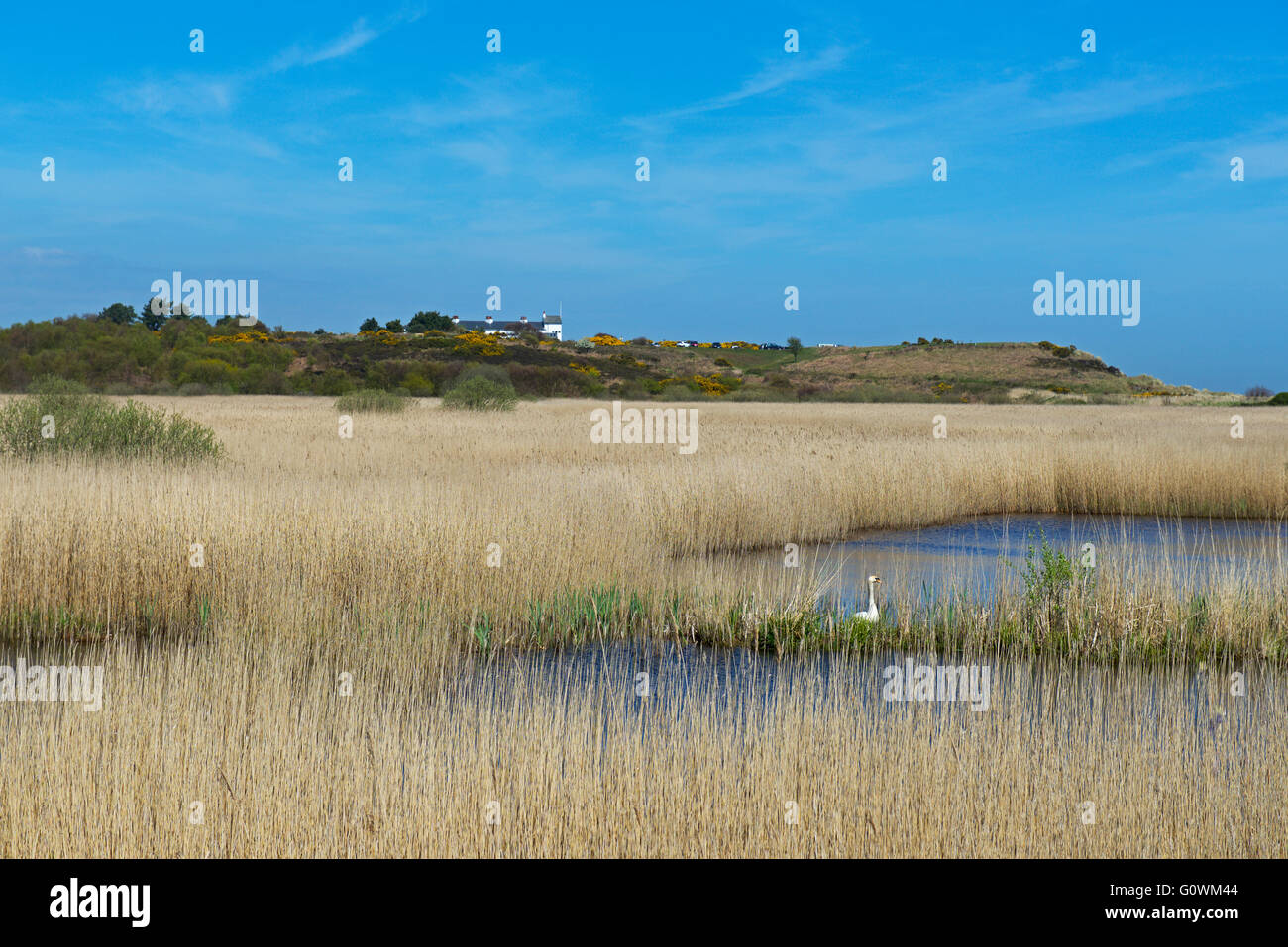 Minsmere, une réserve d'oiseaux RSPB, Suffolk, Angleterre, Royaume-Uni Banque D'Images