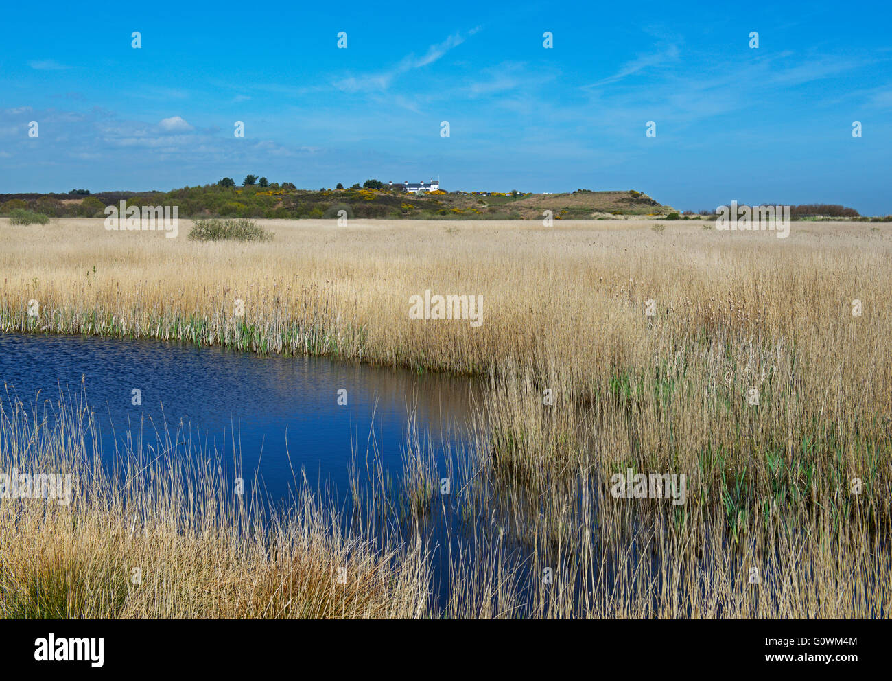 Minsmere, une réserve d'oiseaux RSPB, Suffolk, Angleterre, Royaume-Uni Banque D'Images