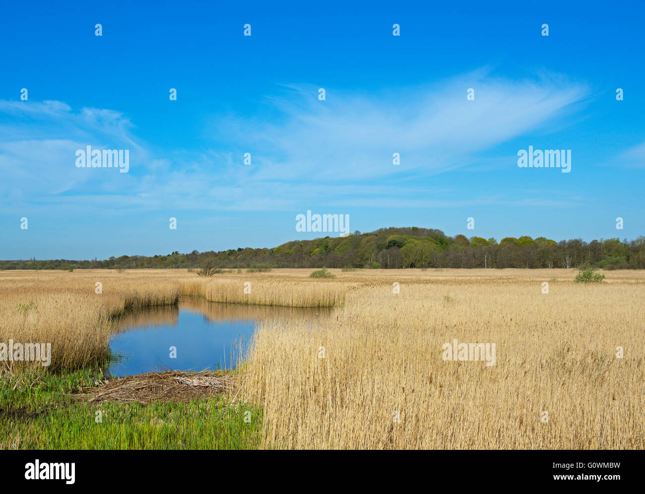 Minsmere, une réserve d'oiseaux RSPB, Suffolk, Angleterre, Royaume-Uni Banque D'Images