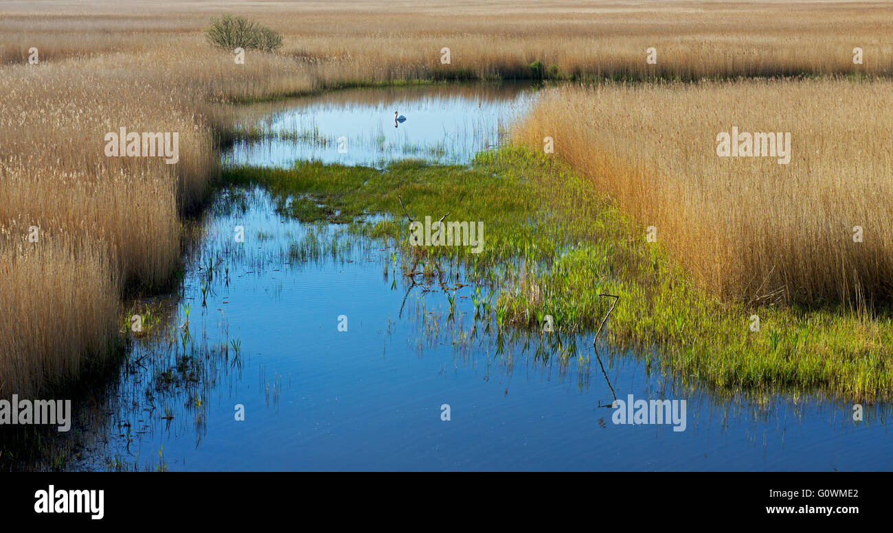 Minsmere, une réserve d'oiseaux RSPB, Suffolk, Angleterre, Royaume-Uni Banque D'Images