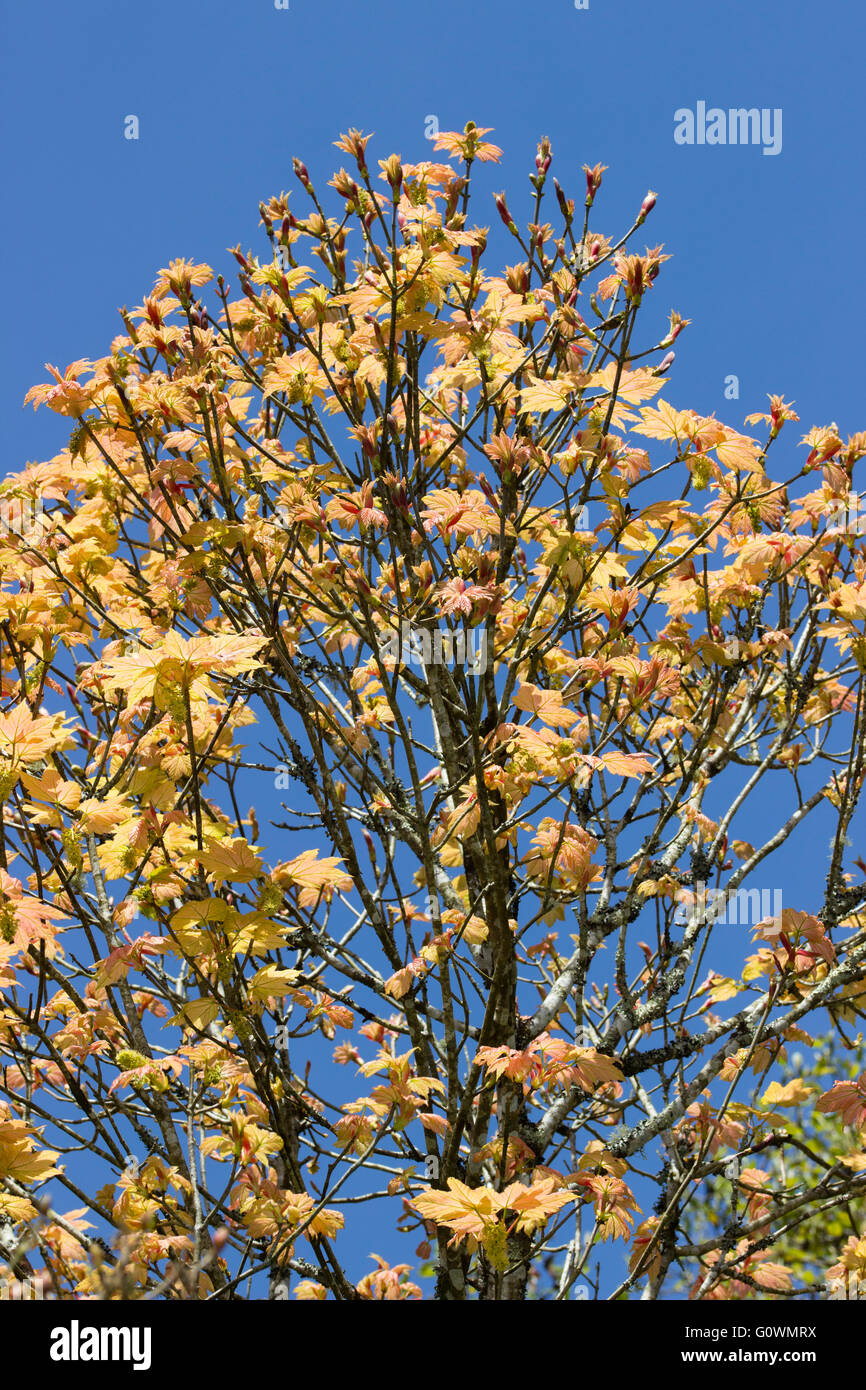 Rose crevette emerging feuillage de la forêt décidue hardy maple, Acer pseudoplatanus 'Brilliantissimum' Banque D'Images