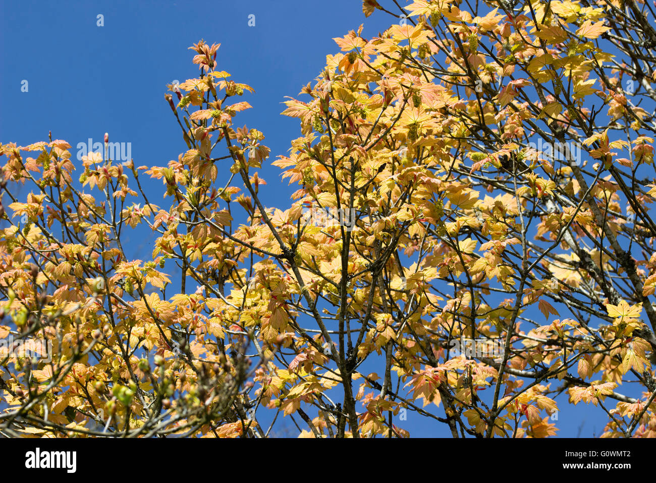 Rose crevette emerging feuillage de la forêt décidue hardy maple, Acer pseudoplatanus 'Brilliantissimum' Banque D'Images