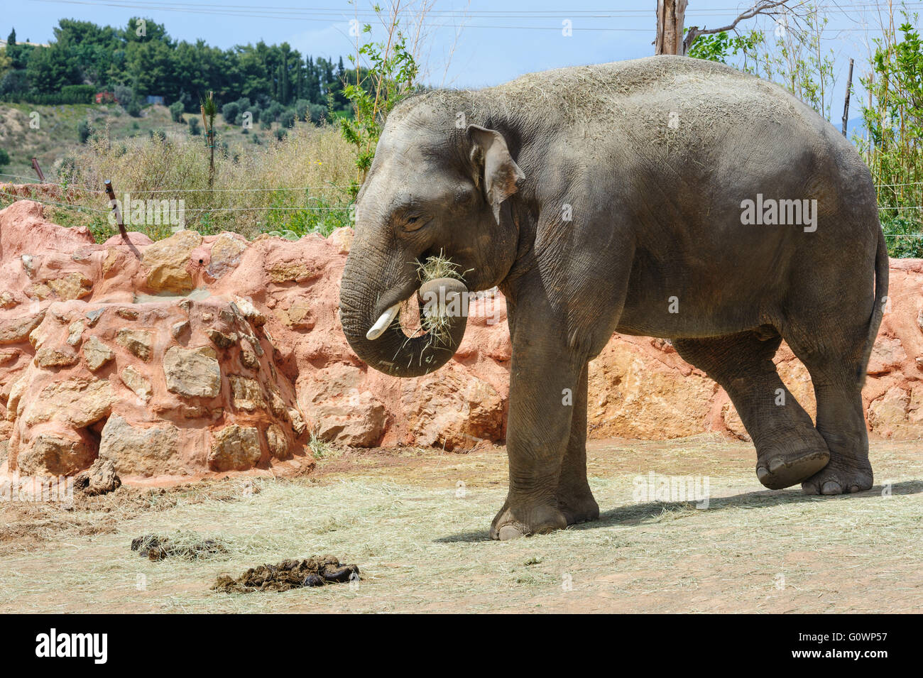 L'un des éléphants asiatiques dans un zoo Banque D'Images