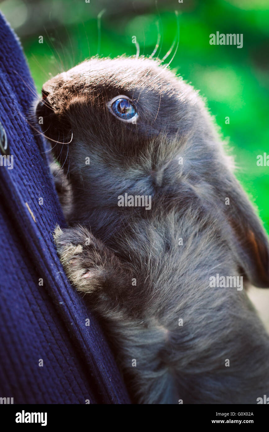 Lapin rustique coloration foncée se trouve sur les mains sur un fond d'herbe Banque D'Images